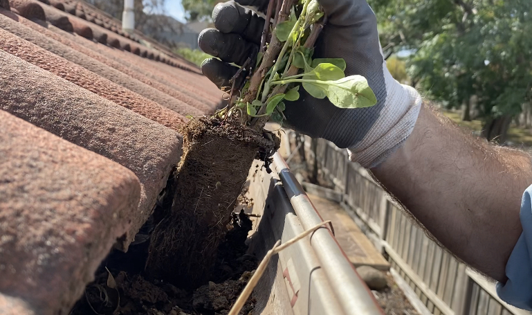 gutter cleaning a plant which has grown in a downpipe
